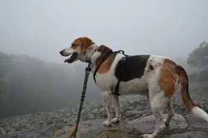 Breeds outside FCI classification