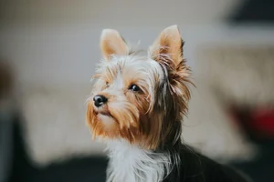 Terriers
