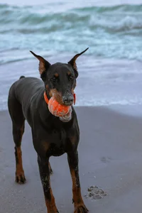Pinscher and Schnauzer - Molossoid and Swiss Mountain and Cattledogs