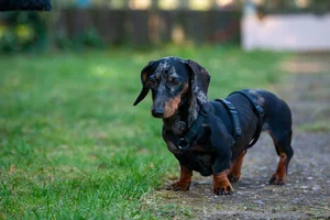 Dachshunds
