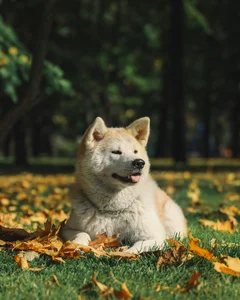 Spitz and primitive types
