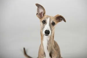 Sighthounds