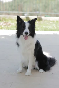 Sheepdogs and Cattledogs (except Swiss Cattledogs)