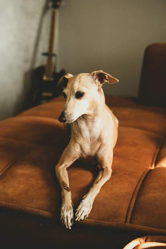 Italian Sighthound