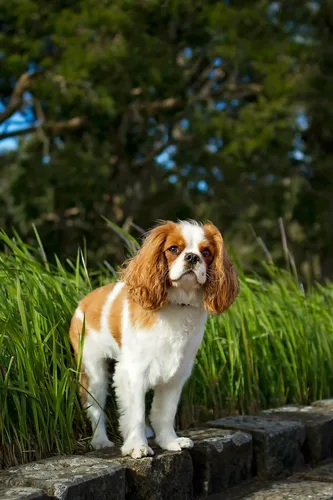 Cavalier King Charles Spaniel