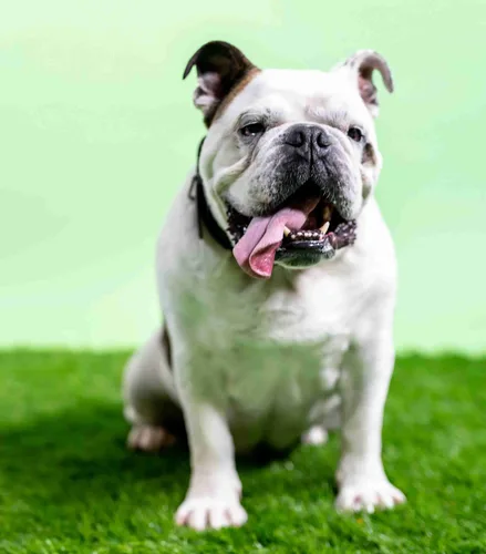 Bulldog