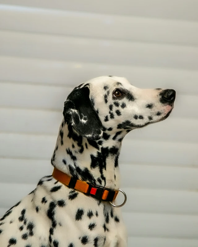 Dalmatian