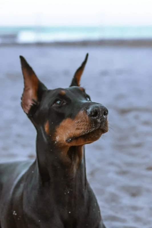 Dobermann