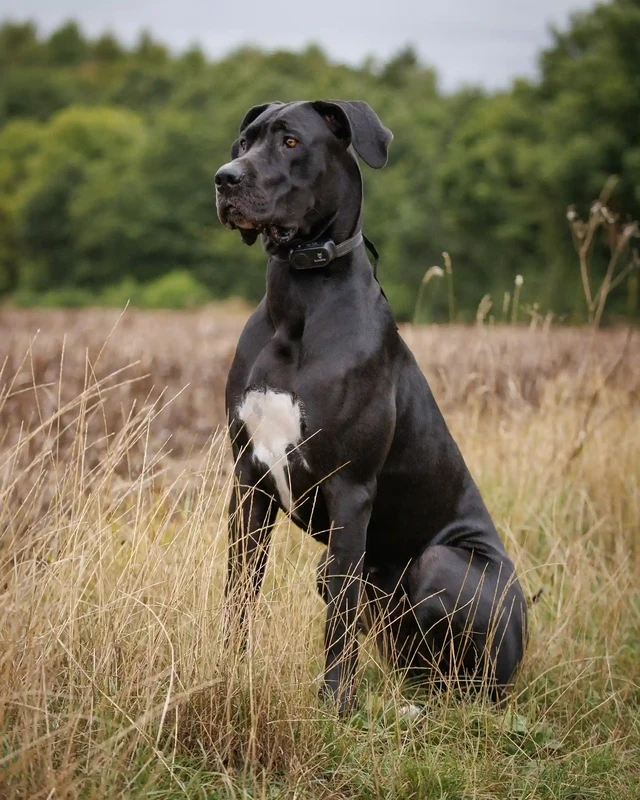 Great Dane