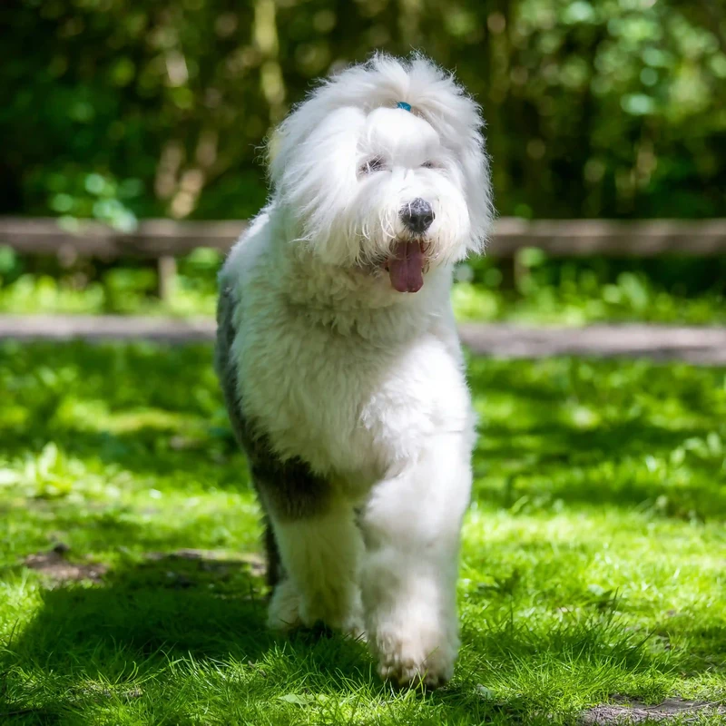 Old English Sheepdog