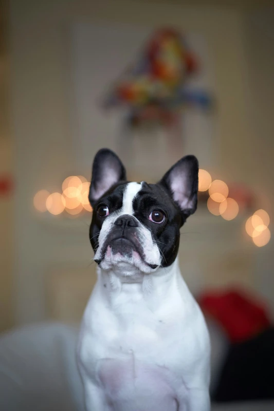 French Bulldog