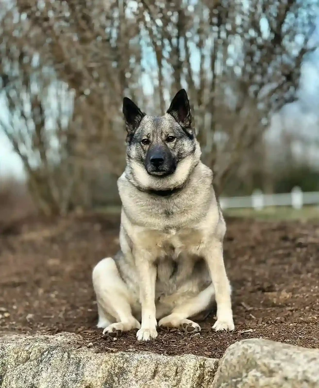 Norwegian Elkhound Grey