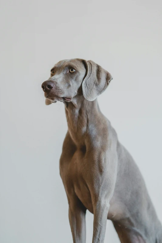 Weimaraner