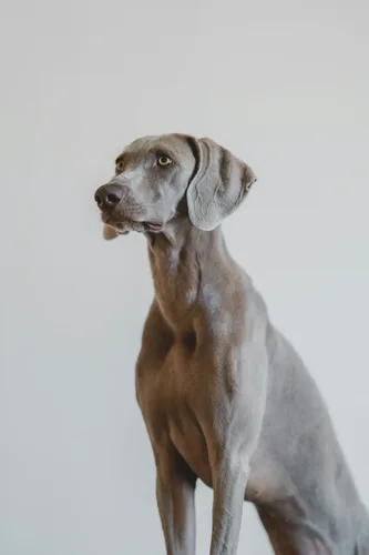 Weimaraner