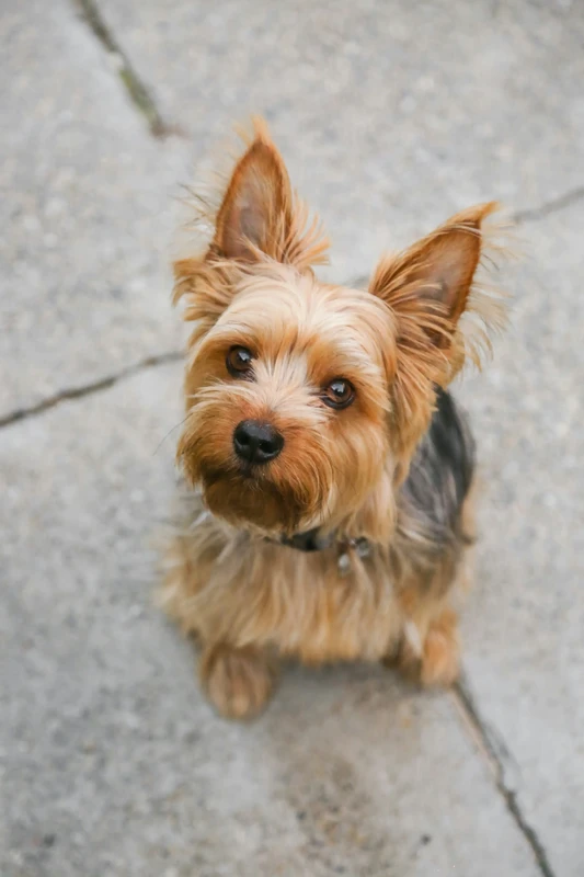 Yorkshire Terrier