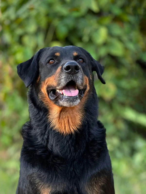Rottweiler