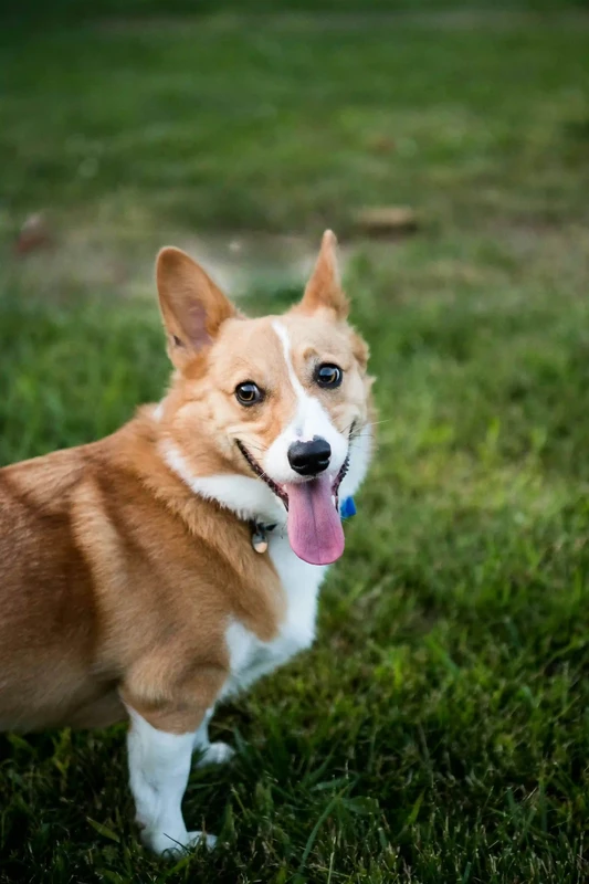 Pembroke Welsh Corgi
