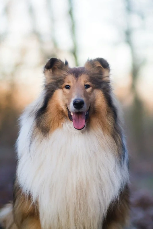 Collie Rough