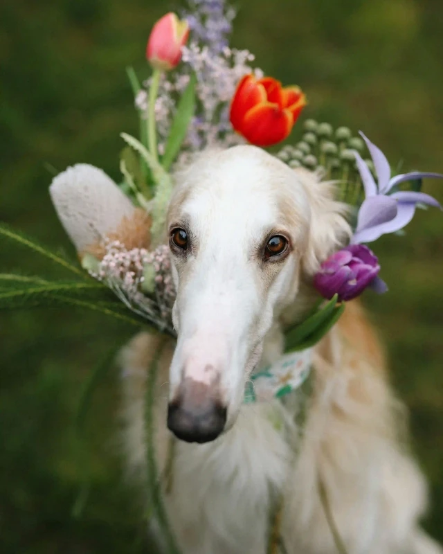 Borzoi