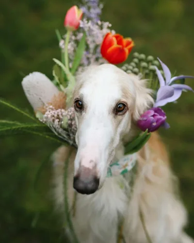 Borzoi