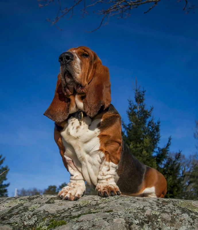Basset Hound