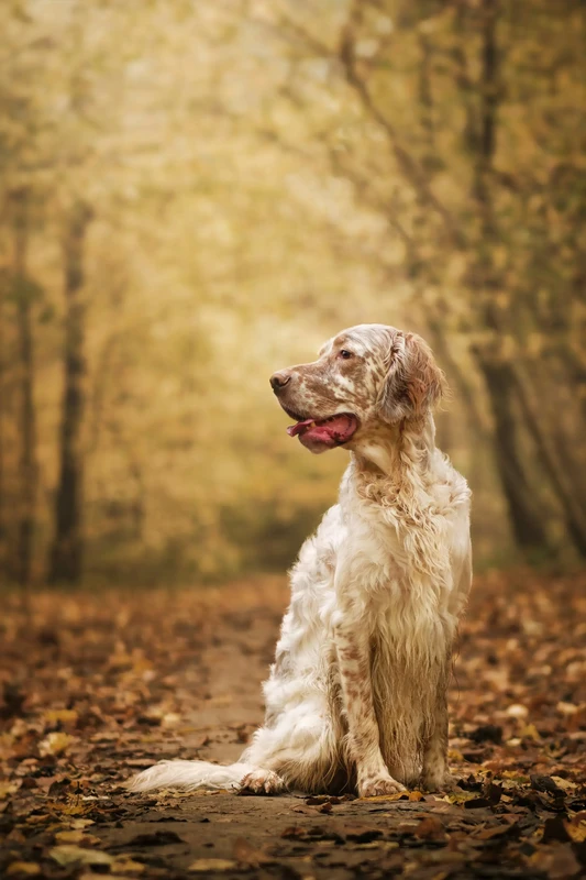 English Setter