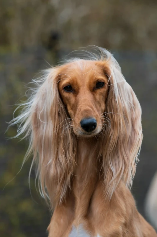 Afghan Hound