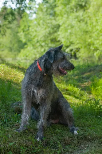 Irish Wolfhound