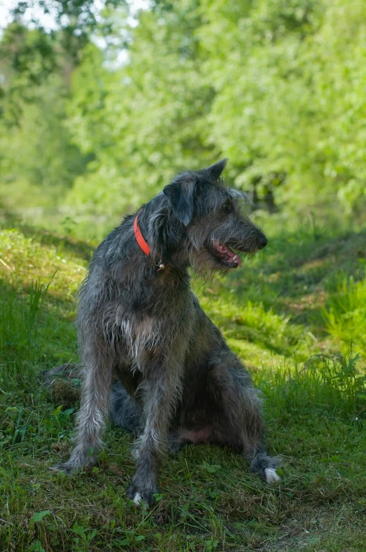 Irish Wolfhound