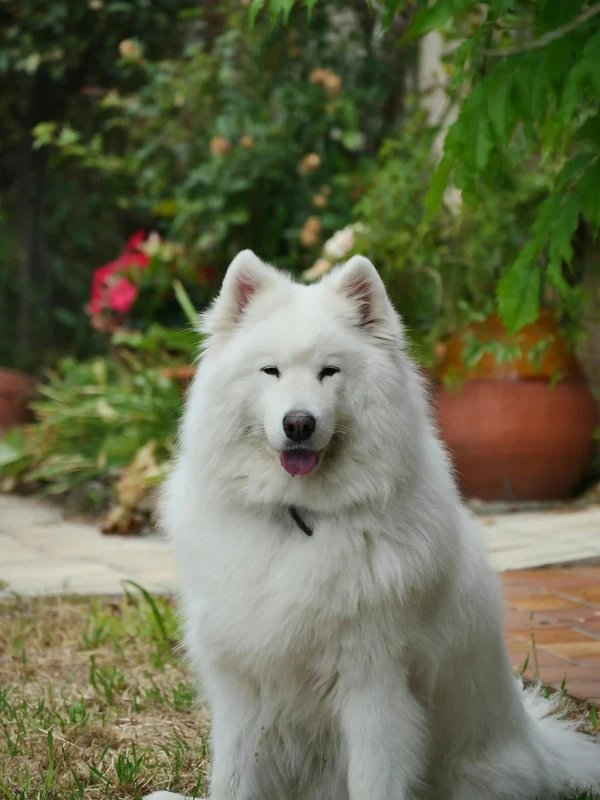 Samoyed