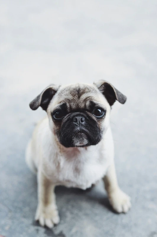 Pug