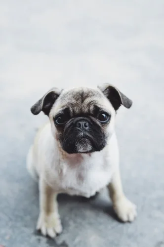 Pug