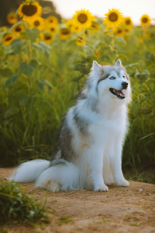 Siberian Husky