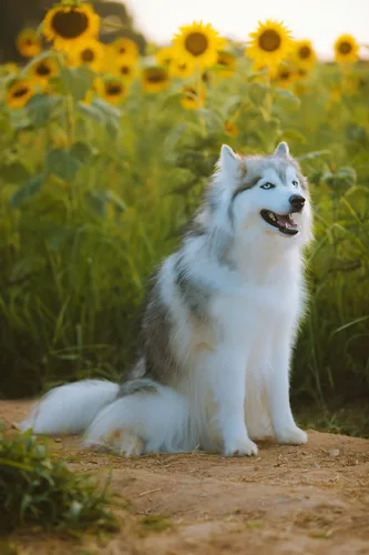 Siberian Husky