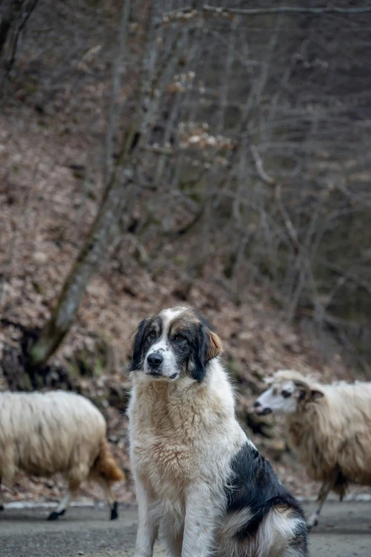 Anatolian Shepherd Dog