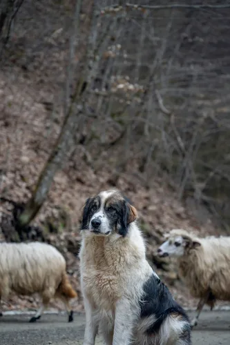 Anatolian Shepherd Dog