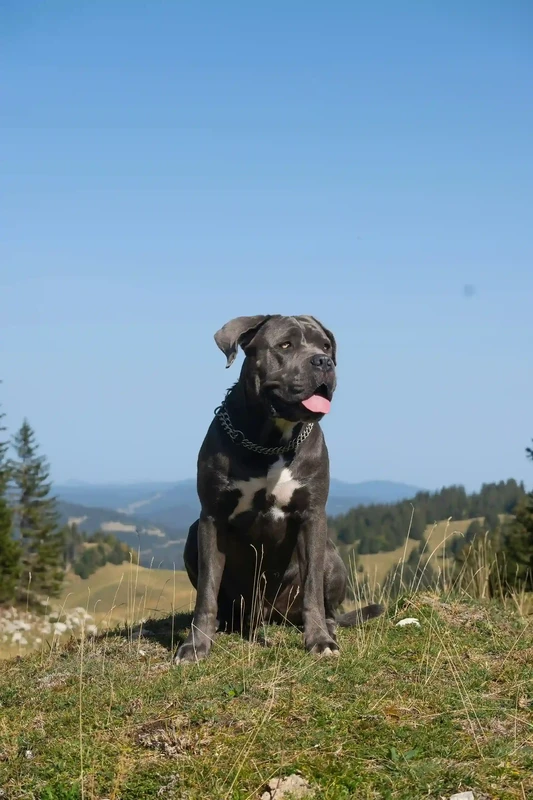 Italian Cane Corso