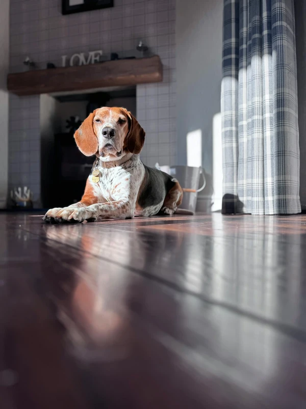 Black and Tan Coonhound