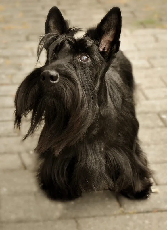 Scottish Terrier