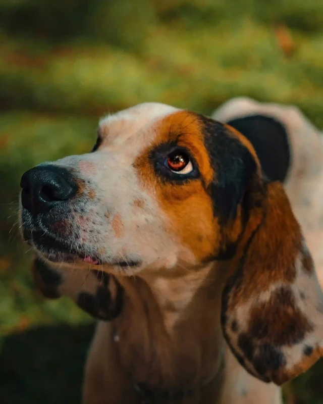 Treeing Walker Coonhound