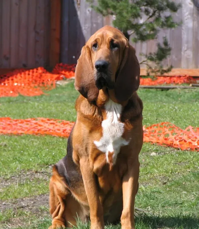 Bloodhound