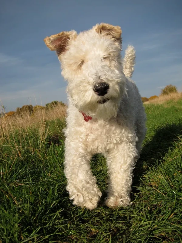Wire Fox Terrier