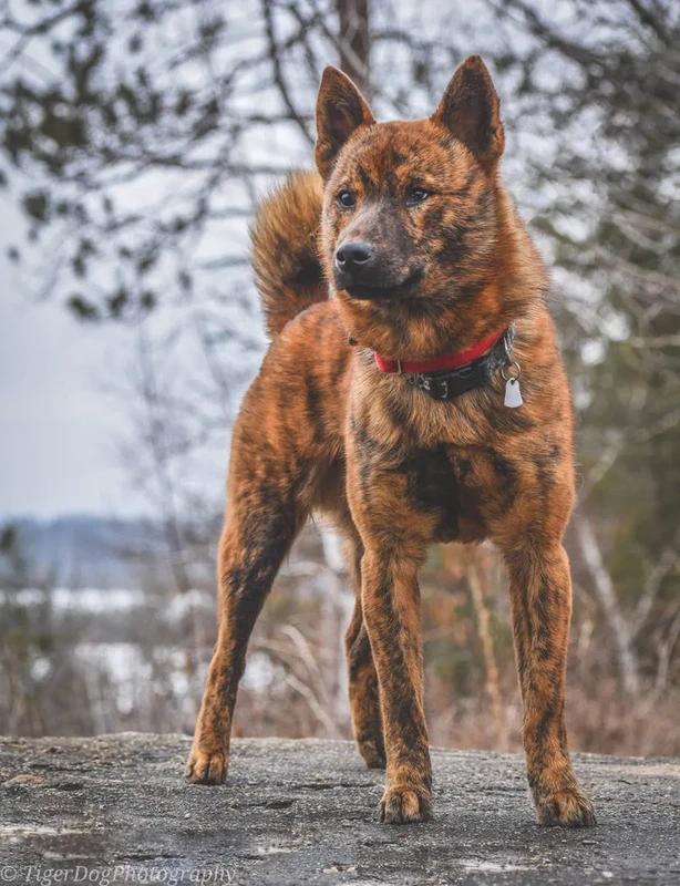 Kai