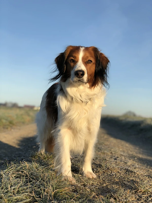 Nederlandse Kooikerhondje