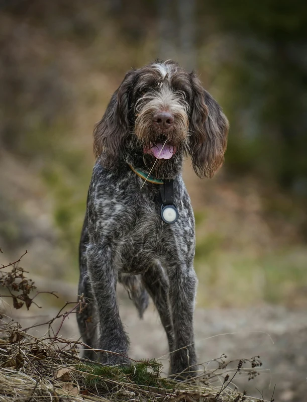 Italian Spinone
