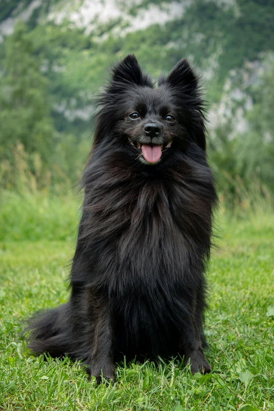 German Spitz
