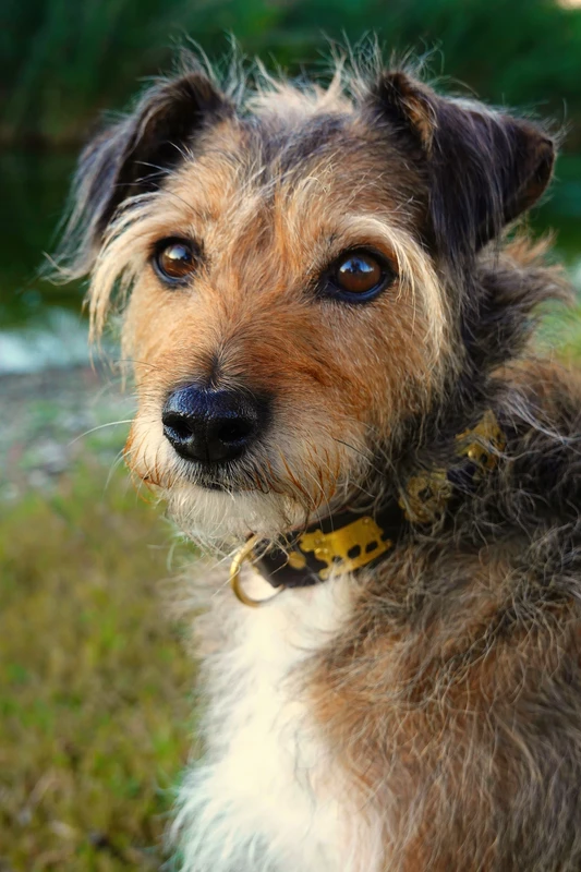 Portuguese Podengo