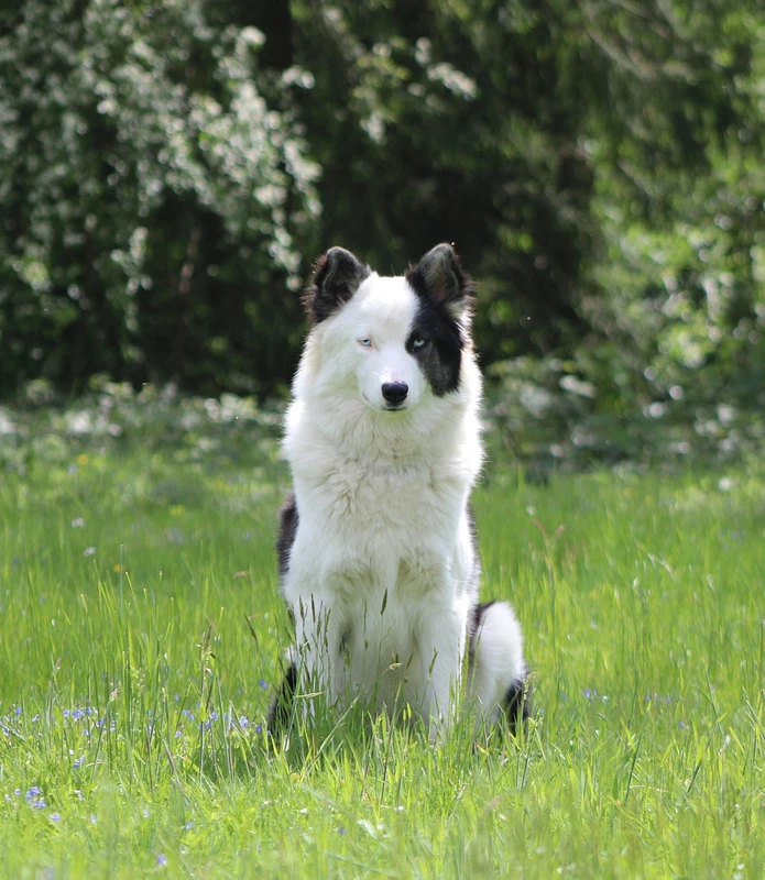 Yakutian Laika