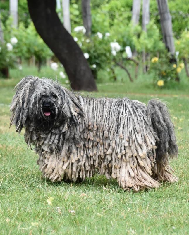 Puli