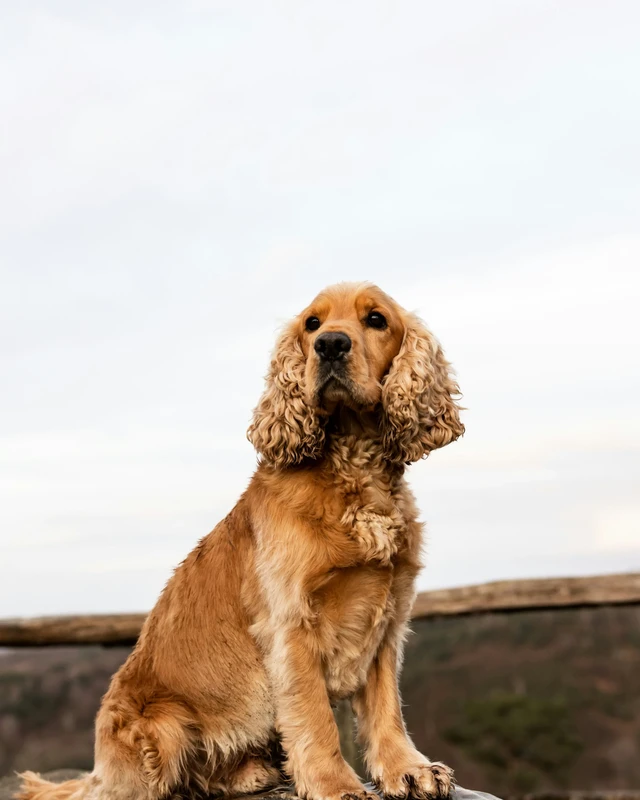 American Cocker Spaniel
